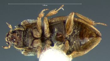 Media type: image;   Entomology 3136 Aspect: habitus ventral view